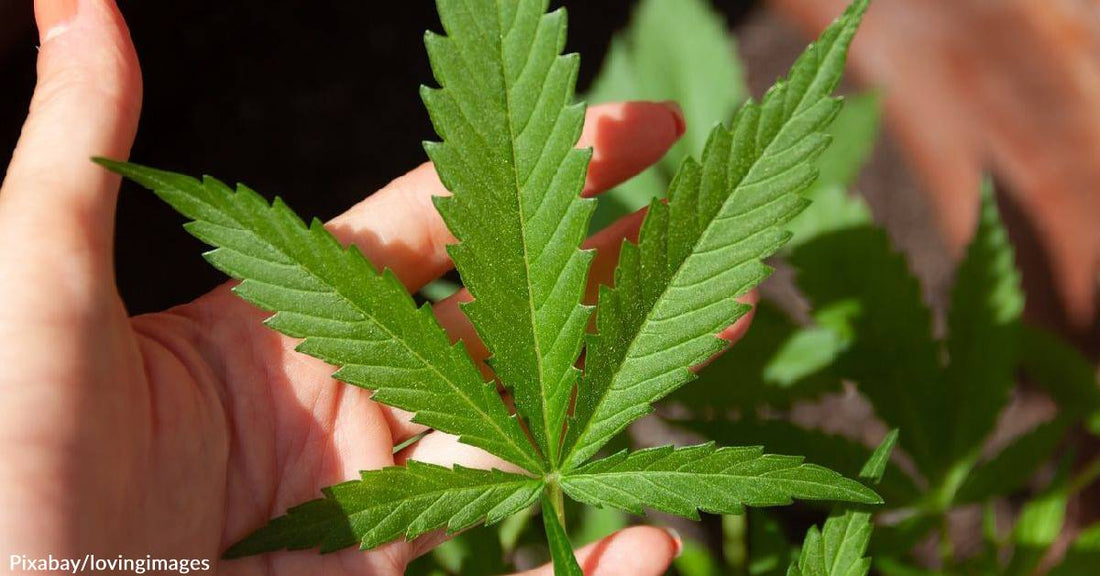 4/20 Day Shouldn't Include Pets...Learn Why & How to Protect Them