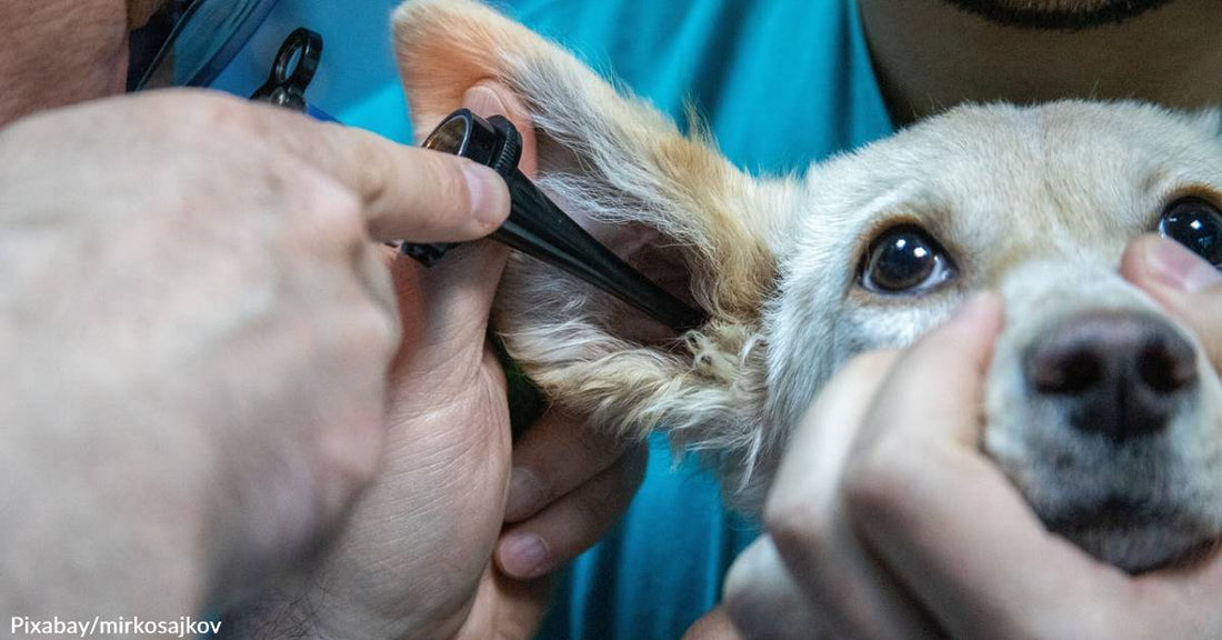 Emancipet Nonprofit Pet Clinics Can Provide Free & Low-Cost Vet Visits