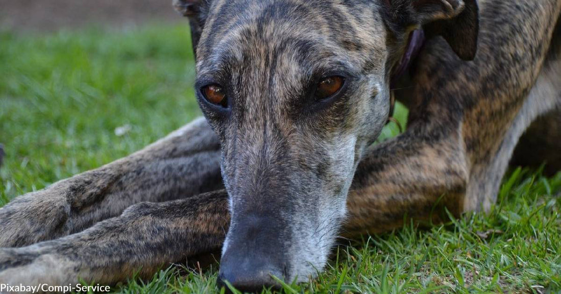 Shelter in Spain Seeks Homes Abroad for Mistreated and Abandoned Greyhounds
