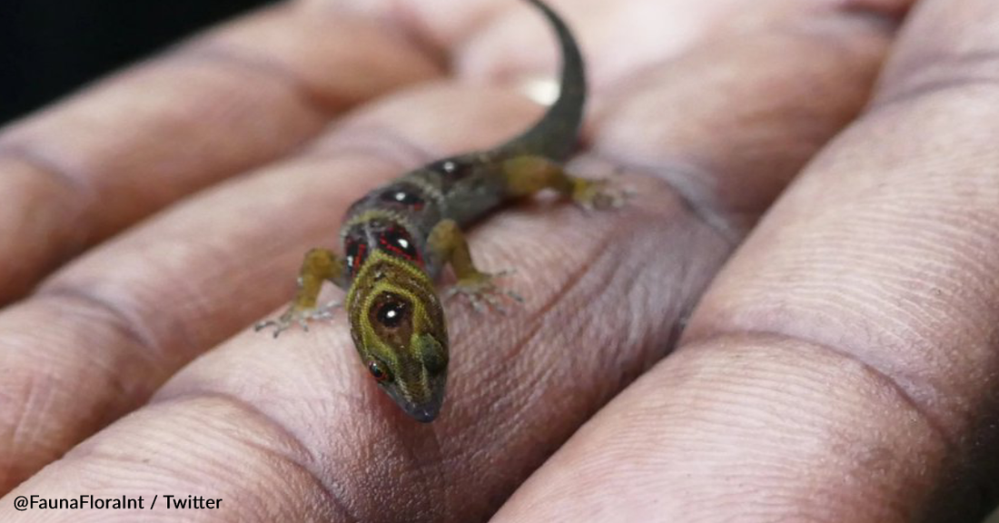 Conservationists Celebrate Major Win After Critically Endangered Geckos See Population Boom