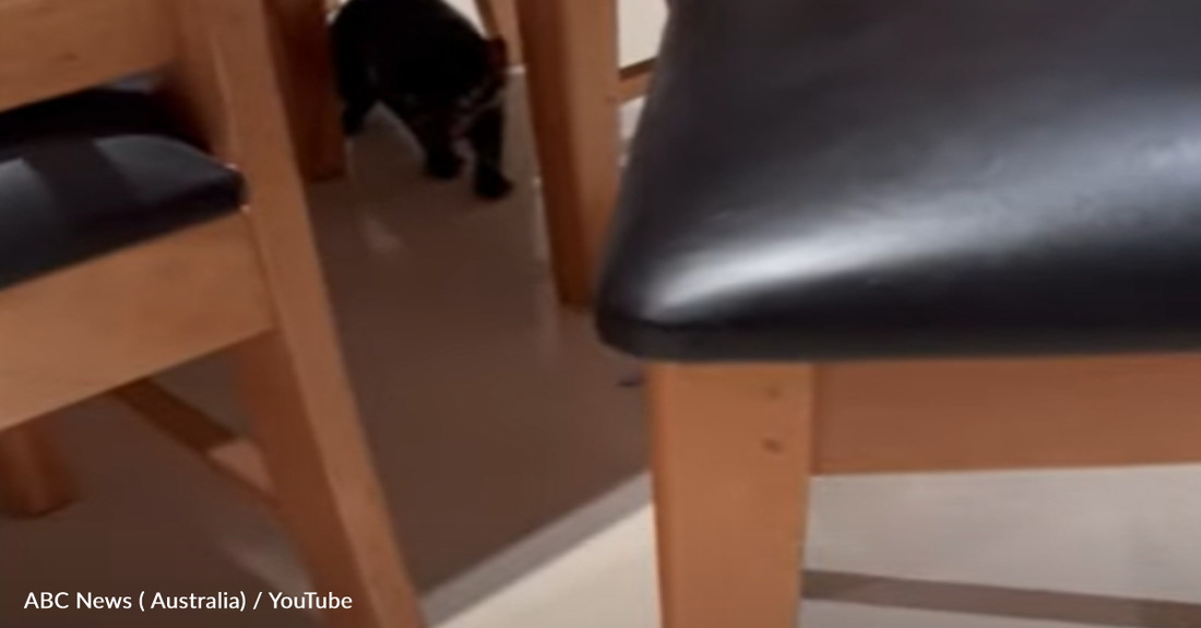 Family Mistakes Tasmanian Devil For A Plush Toy After It Broke Into Their Home