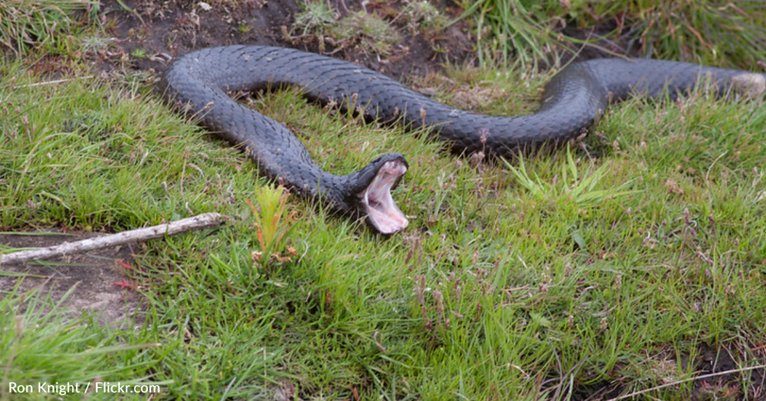 Welcome To Mount Chappell Island, Home To The Mutant Bird-Eating Tiger Snakes