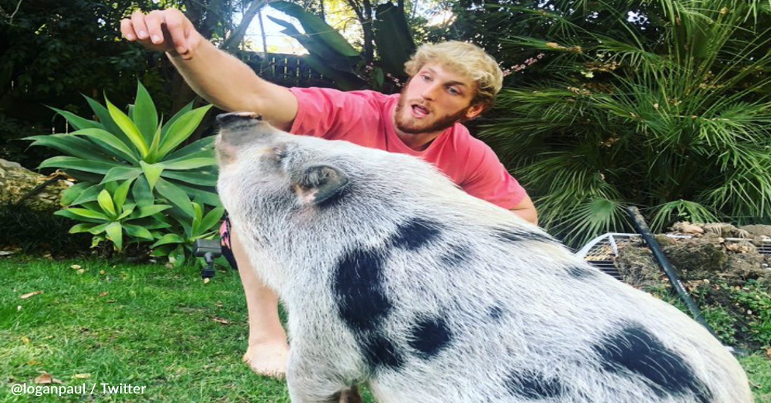 Pig Allegedly Owned By YouTuber Logan Paul Found Abandoned In A Field