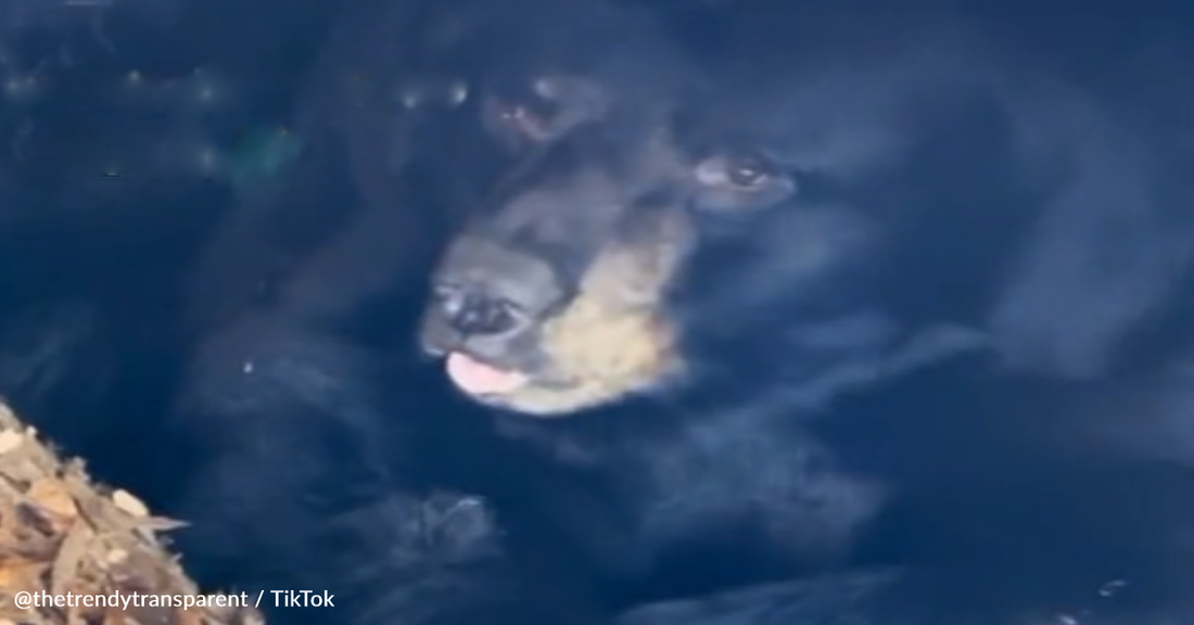 Family Discovers Black Bear Hibernating Under Their Porch
