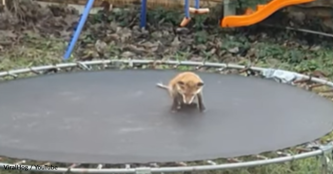 Playful Fox Learns How To Jump On The Trampoline