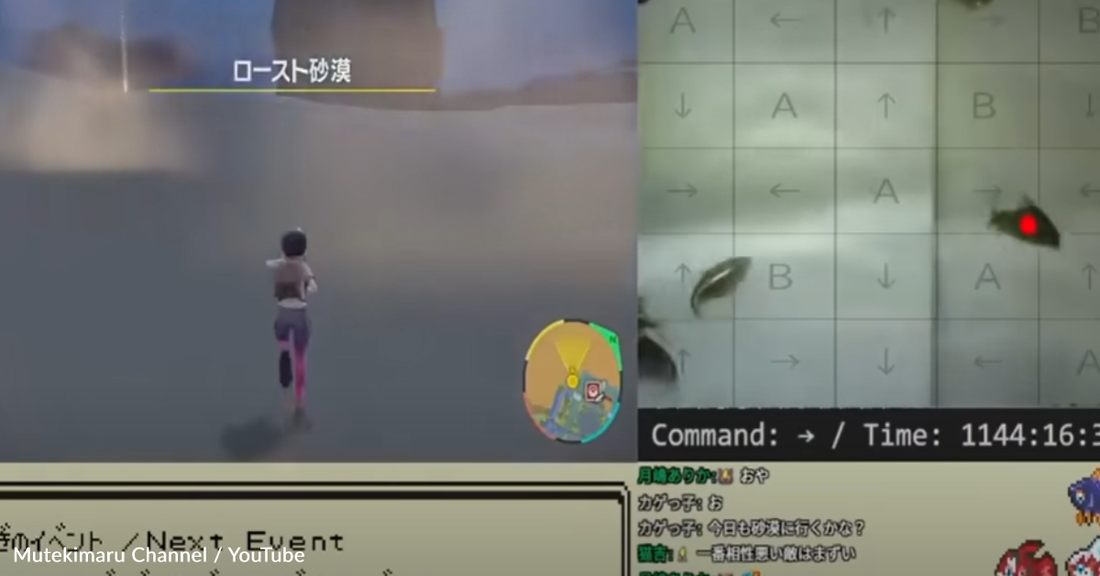 Pet Fish Accidentally Reveals Owner's Credit Card Information During Livestream