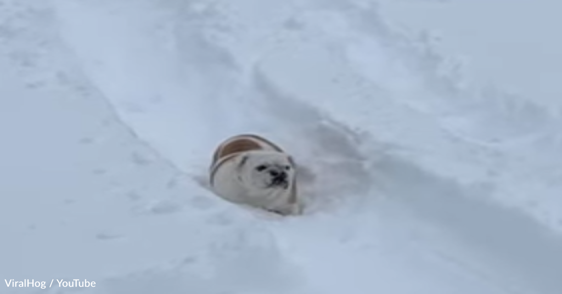 Goofy Dog Loves Sledding Down Snowy Hills