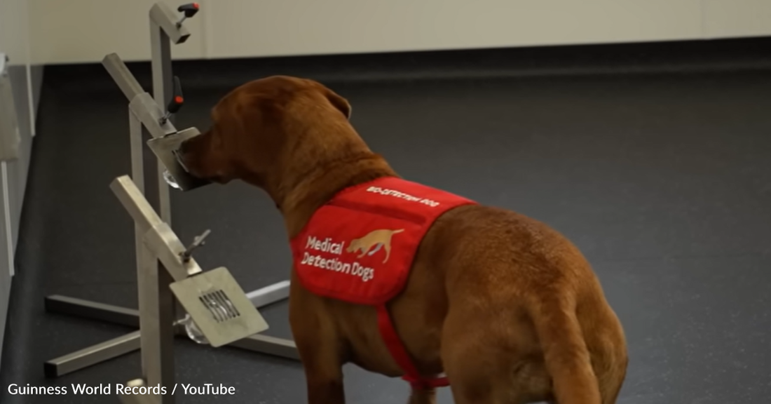 Dogs Set World Record For Their Ability To Sniff The Most Diseases