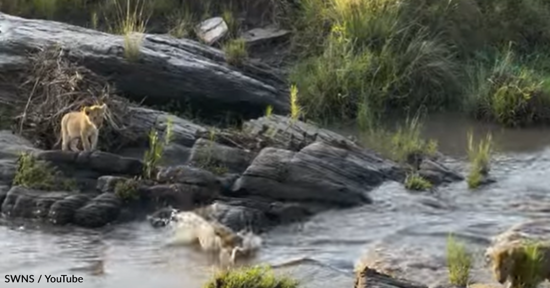 Watch Tiny Lion Cubs Leap Across The Swollen River