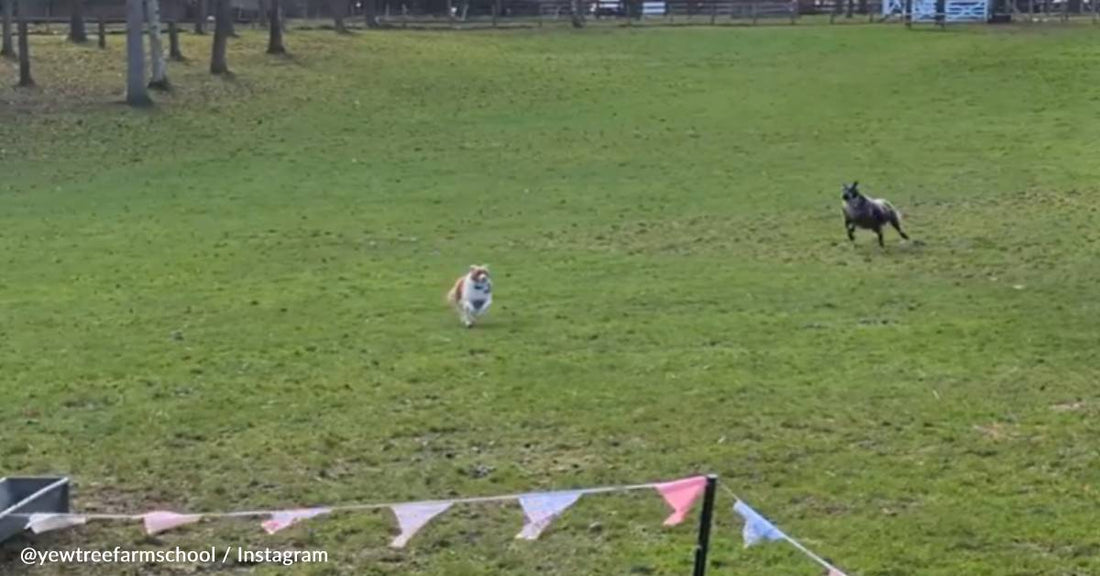 Ambitious Sheep Herds Border Collie Across The Field