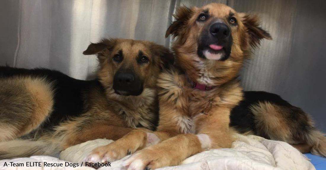 Dog Brothers Hug Each Other After Being Dumped In High-Kill Shelter