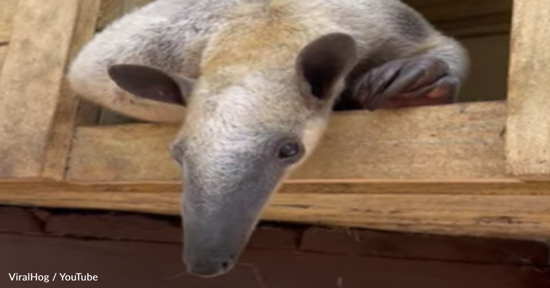 Sleepy Anteater Sticks His Tongue Out At The Camera