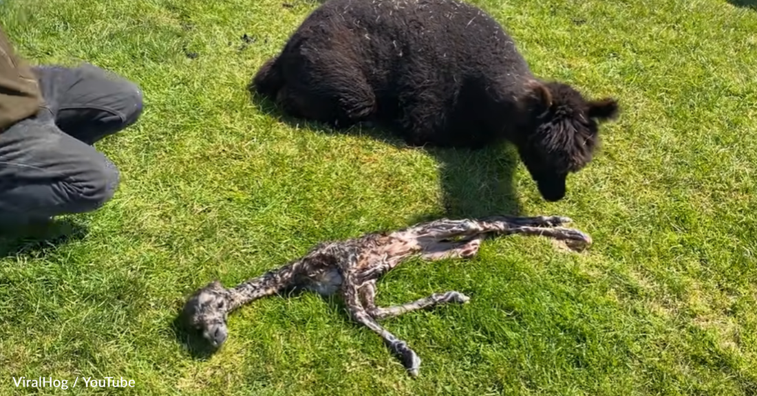 Have You Ever Seen A Newborn Alpaca Before?