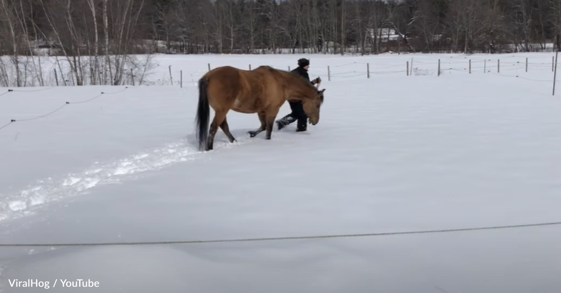 Playful Horse Loves Making "Snow Angels" With Her Owner