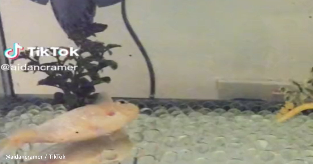 Man Makes Lifejacket To Save His Girlfriend's Aging Pet Fish