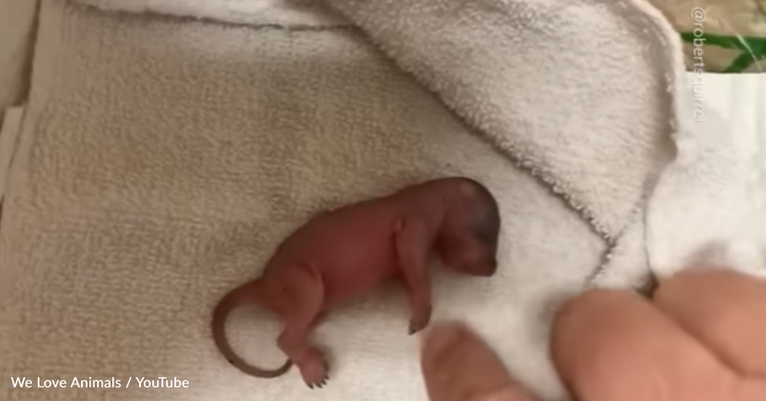 Man Rescues Baby Squirrel And Builds A Custom Treehouse For Him