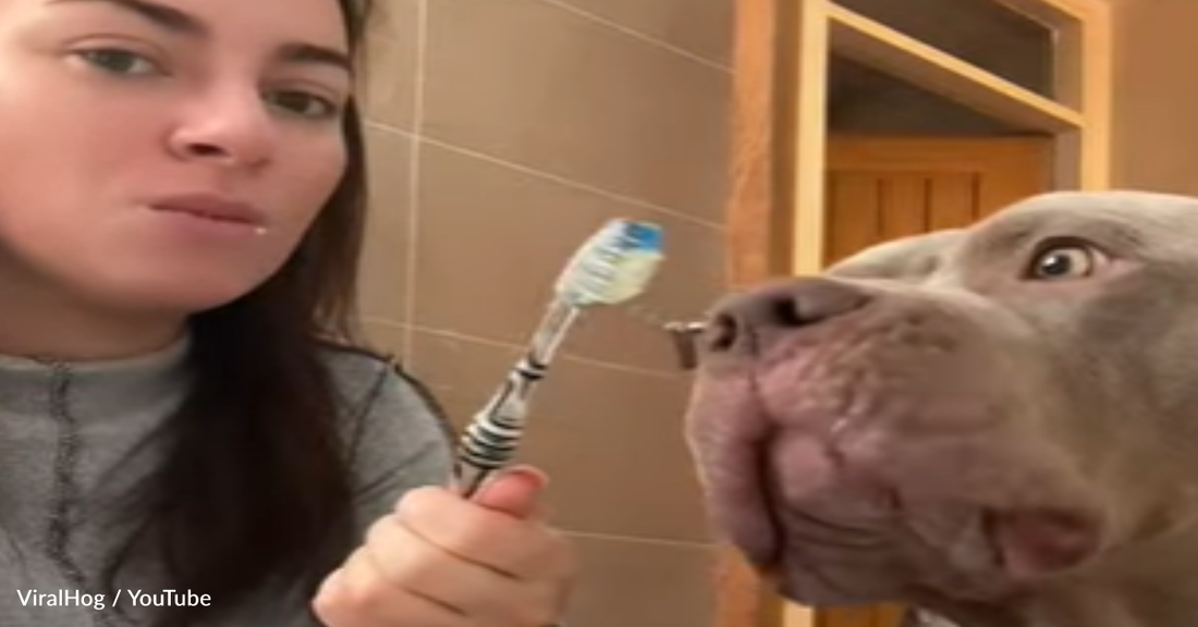 Dog Loves Getting His Teeth Brushed With Mom
