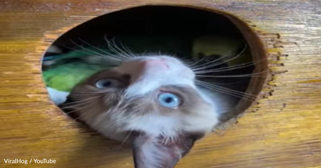 Kitten And Parrot Snuggle Together In The Birdhouse