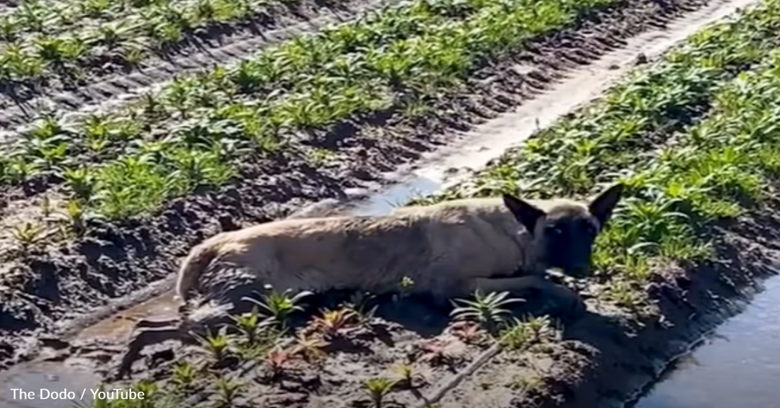 Nervous Dog Reunites With The Man Who Rescued Him