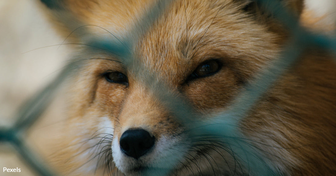 Rescue Operation Underway to Save 500 Foxes from Fur Trade