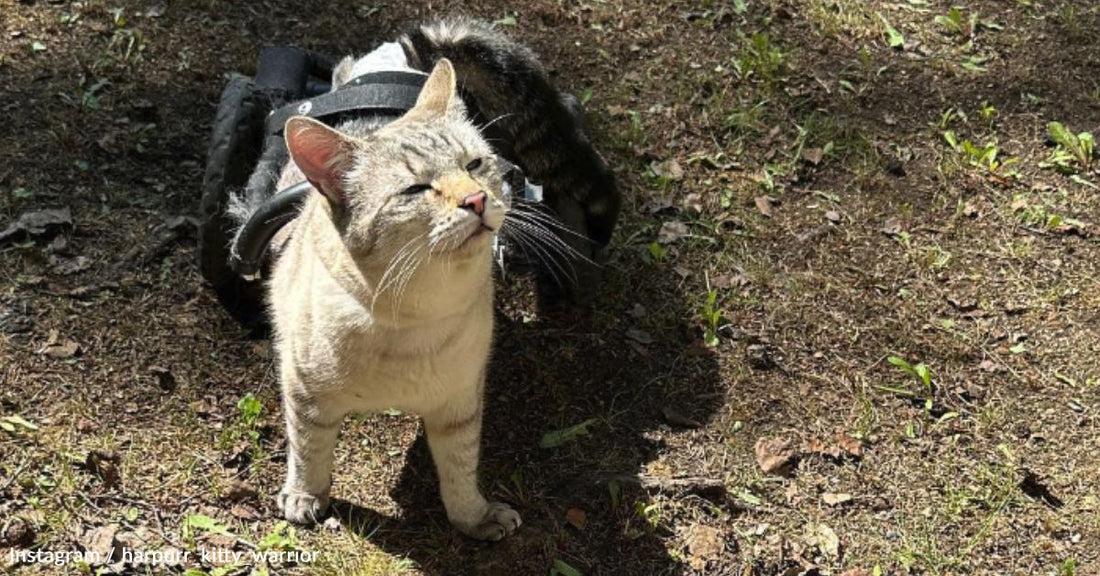 From Paralysis to Hope: The Extraordinary Journey of HarPURR, the Resilient Rescue Cat