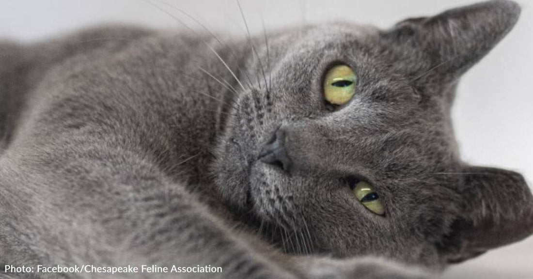 Senior Cat Has Been At Shelter For 2,803 Days Without A Single Application