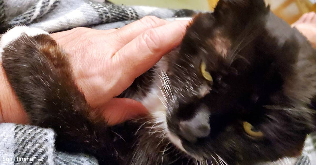 18 Years After Pawing at a Husband and Wife From Shelter Cage, Cat Still Reaches Out for Them