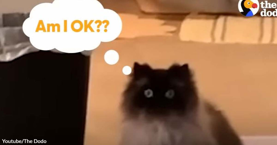 Adulting From the Perspective of a Charming Cat Named Noodle