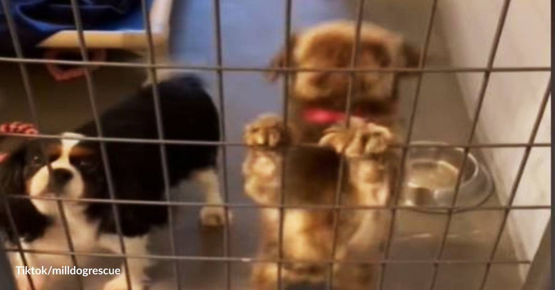 Please, We Need a Forever Home: Dogs Appeal for Love After a Heroic Rescue from Puppy Mills
