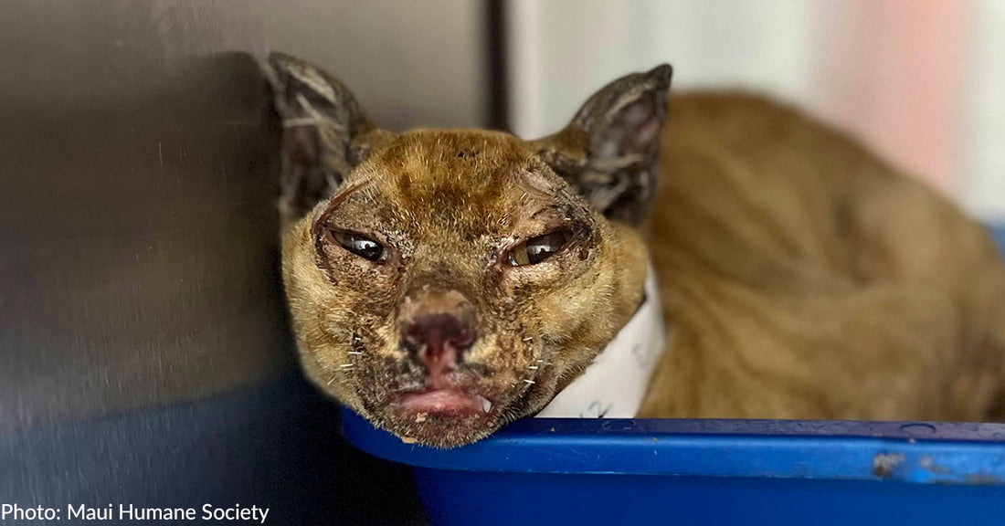 Scorched Maui Cat Has A Long Road To Recovery And Needs Your Help