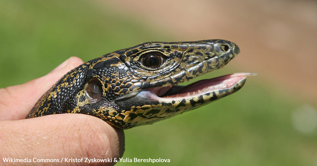 Unwanted Guest Under Porch Linked To Larger Tegu Invasion Threatening Georgia Ecosystem