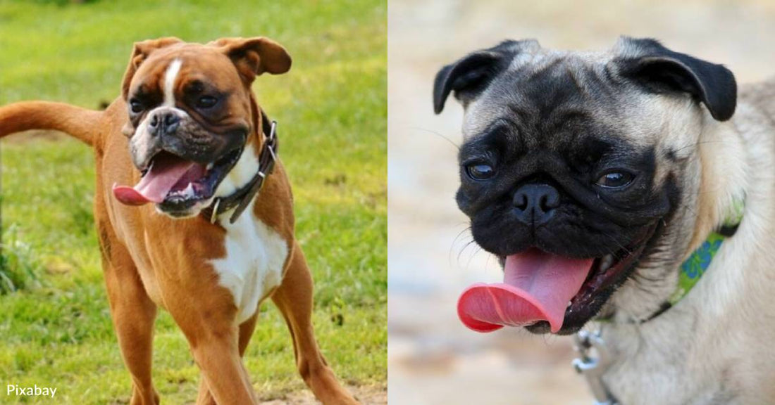 10 Funny Dog Breeds Sure to Make You Giggle