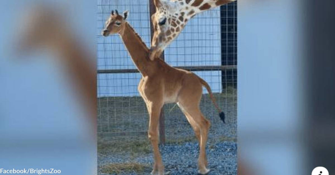 An Extremely Rare "Spotless" Giraffe is Born in a Tennessee Zoo, &amp; She Needs a Name