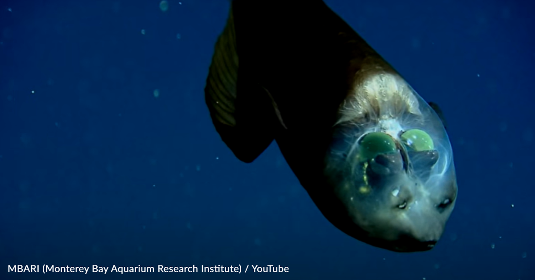 Researchers Spot Rare Fish With Translucent Head