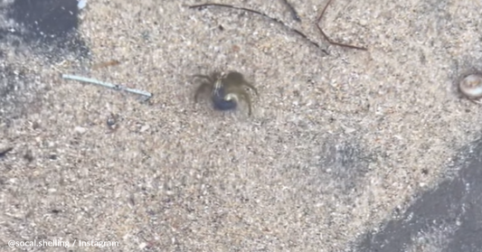 Woman Helps Naked Hermit Crab Find A New Shell