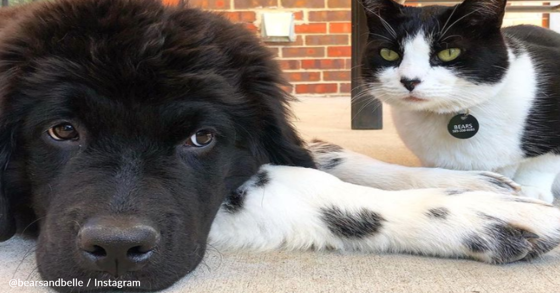 Giant Newfie Dog And Bold Cat Become The Best Of Friends