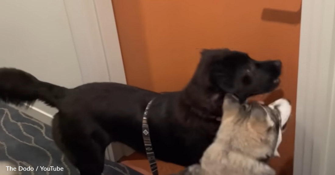 Doggy Neighbors Become BFFs And Run To Each Other's Apartments