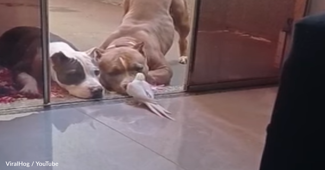 Spunky Cockatiel Performs For A Pair Of Pitbulls