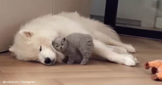 Tiny Kitten Snuggles Up With Gentle Giant In Sweet Viral Video