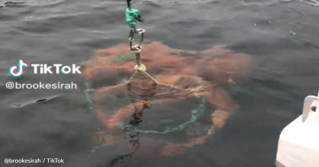 Woman Accidentally Catches Giant Octopus While Fishing For Prawns
