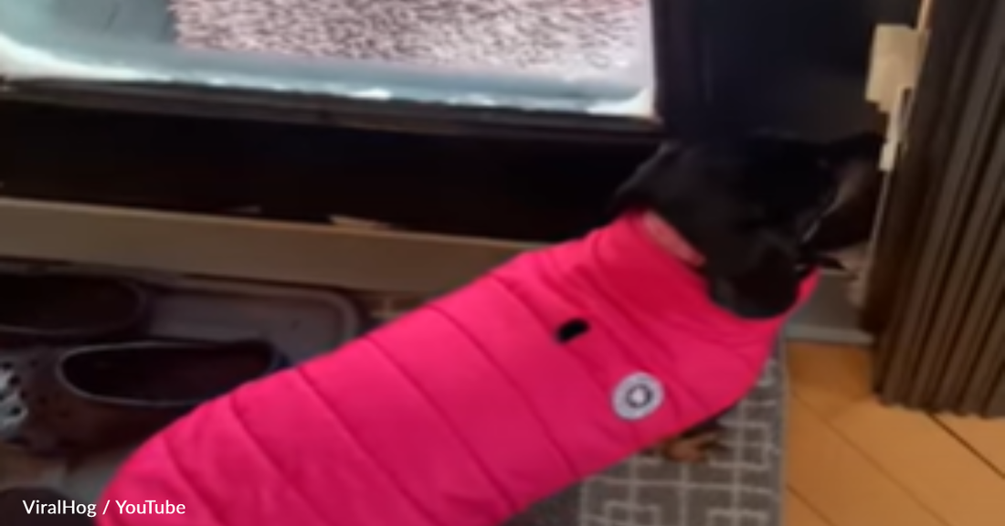 Dachshund Refuses To Go Potty In -31 Degree Weather