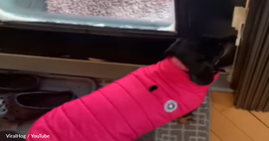 Dachshund Refuses To Go Potty In -31 Degree Weather