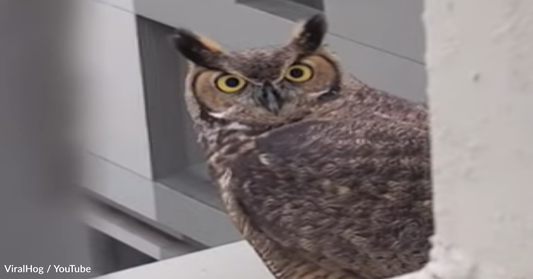 Man Can't Contain His Excitement Over His First Owl Encounter