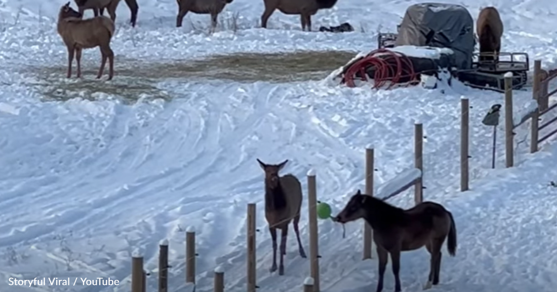 Young Colt Plays A Game Of Ball With Wild Elk Outside His Pen