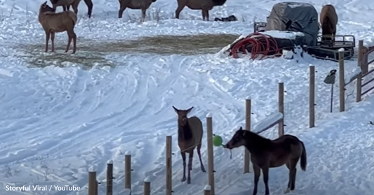 Young Colt Plays A Game Of Ball With Wild Elk Outside His Pen