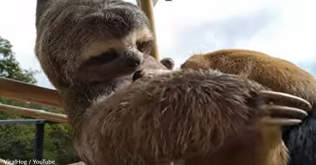 Rescue Sloth Embraces Beagle Friend In Sweet Hug