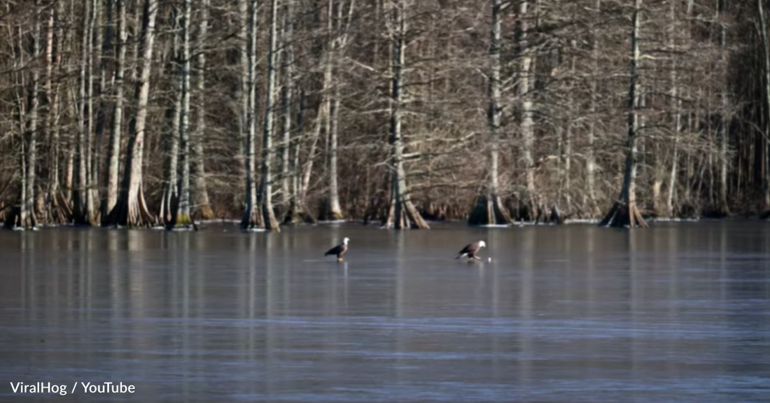 Man Spots Bald Eagles Playing With A Golf Ball On Frozen Lake