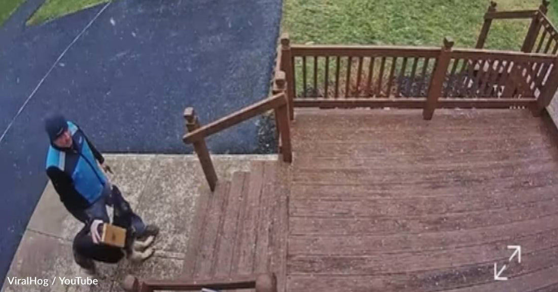 Puppy Steals Package From Amazon Driver Before He Can Take A Photo Of It