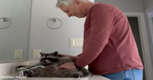 Spoiled Raccoon Gets A Post-Bath Massage From Dad