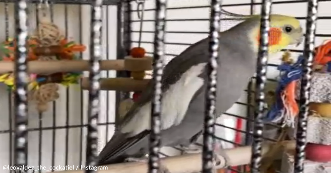 Musical Cockatiel Sings "September" By Earth Wind &amp; Fire